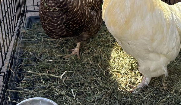 � ����� �� ���� ������� ����� ������� �������������� ����