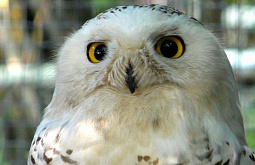 � ��������� ������� ���������� �������� ����