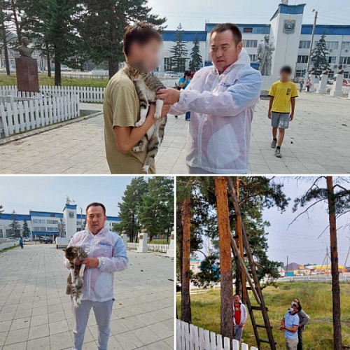 В Бурятии застрявшего на дереве кота спас волонтёр 