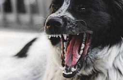 Покусанному собакой мальчику в Иркутской области выплатят 20 тысяч