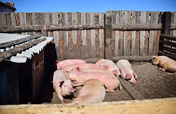 В колонии в Бурятии стало больше свиней 