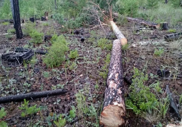 Пятеро жителей Иркутской области заплатят 500 тысяч за 100 деревьев 