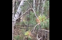 �� ������ ������� ������� �������� ���� �� ���� 