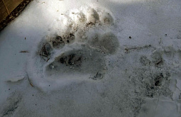 � ����������� ������� ������� ���������� ������ ���������