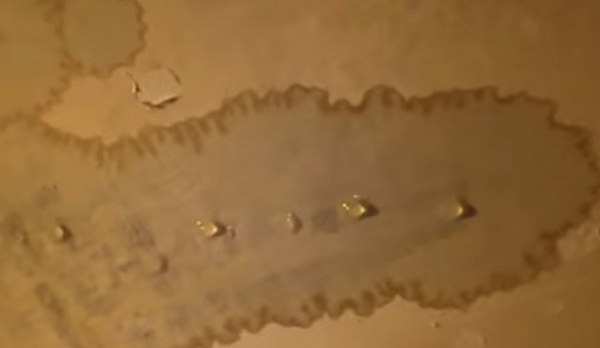 ����-������ �������� ������� � ��������� ����� 100 ����� 