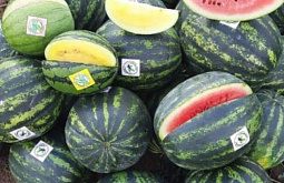 � ������� ��������� 50 �� ����������� �������