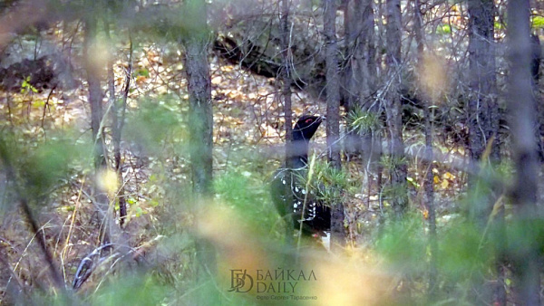 � ������ ��������� ���������� ������ ����� ������������ �����