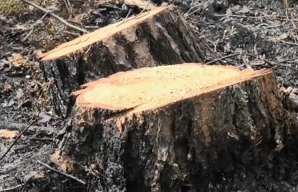 � ������� ������ ������������ ��������������� ���������� ����� 