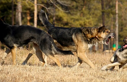 � ��������� ������� ��� ������ �������� ���������� �������� 