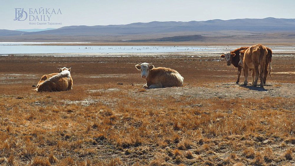 � ������� ��������� �������� �������� � ����������� 300 ����� �� ������ �����