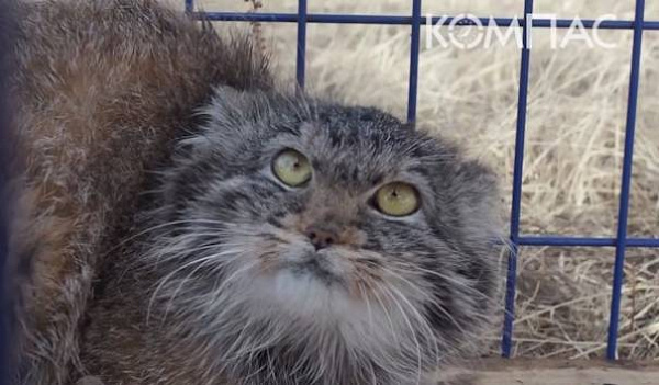 В Бурятии на пойманного госинспекторами манула не удалось надеть ошейник 