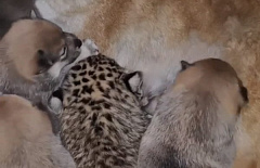 В Иркутской зоогалерее собака стала приёмной мамой для леопардёнка