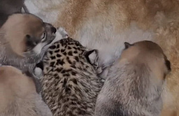 В Иркутской зоогалерее собака стала приёмной мамой для леопардёнка