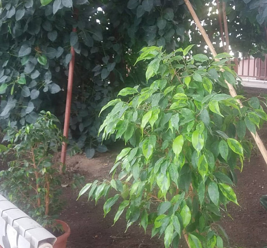 ������������ ������ ������������ ������� �������