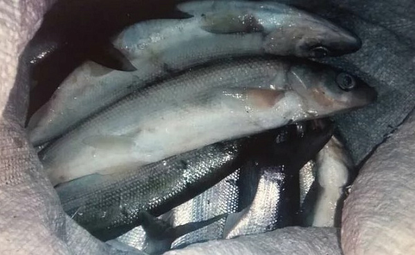 ������ ������� ������� �� ������ ������ 