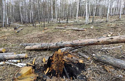 В Забайкалье неизвестные вырубили лес на миллион рублей 