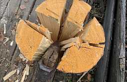 Лесорубы напакостили в охотничьих владениях Иркутской области на 1,6 млн