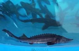 ������� �� ������� ����!�: � ������� 10 ����� ������� ������ ����������� � ������� ��������  