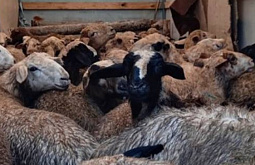 ����� ���� �� ������� �� ���������� � �������