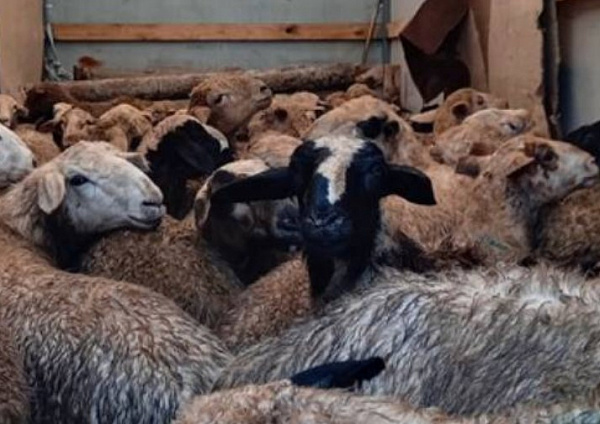 ����� ���� �� ������� �� ���������� � �������