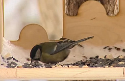 ��������-������� ������ � ���� �������� �������� � �������