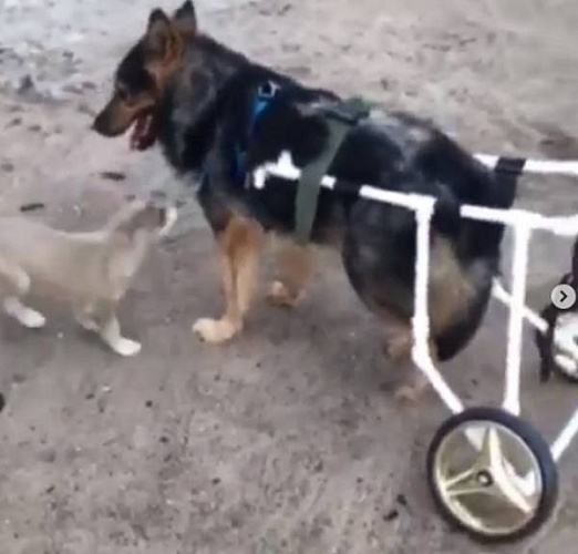 � ����-��� ��������� ���������� ������� ��� ������ 