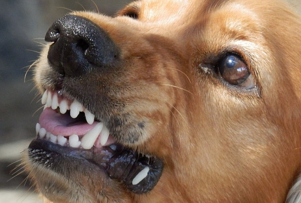 В Иркутской области бродячая собака напала на школьницу
