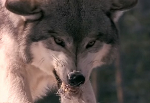 � ������� ����� �������� ��� � ����������� ������ 