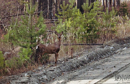 � ������� ����� ������ ������