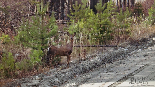 � ������� ����� ������ ������