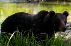 В Бурятии фотоловушки сняли животных на водопое 