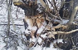 � ����-��� ����������� ����� ���� ������ � �������, ������� ������