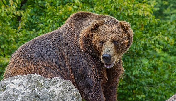 В Забайкалье медведь раздробил челюсть местному жителю 