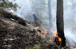 За сутки в Бурятии возникли 24 лесных пожара 