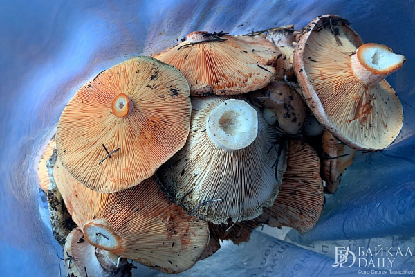 В Бурятии Роспотребнадзор назвал причины чаще есть грибы	