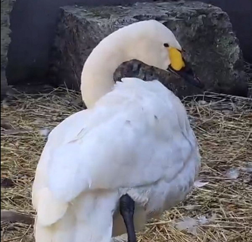Иркутская зоогалерея показала, как лебедь Герман из Бурятии чистит перья