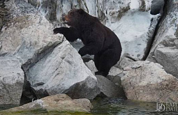 Медведь на севере Бурятии ломился в жилые дома