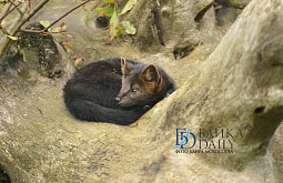 ���������� �������� � �������� ������� � 370 �������� ������������� ������