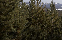 Лес в районе Бурятии захватил опасный вредитель