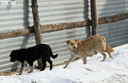 � ����-��� ������� 6,3 ������ ��������� �����