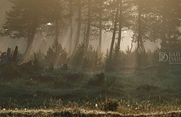 ���� ������ ����-��� ������� � �������������� �������