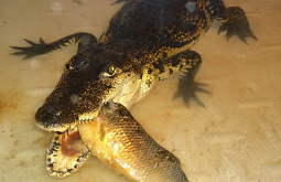 ��������� ���������� ��������� ��������� �������� 