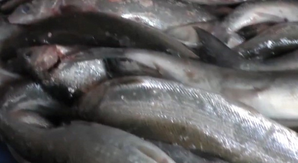 � ������� ���������� 20 ������ �������� ����� � 150 �����