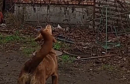 ������� �� ������� �������� �� ��� ���������� ������������� ��