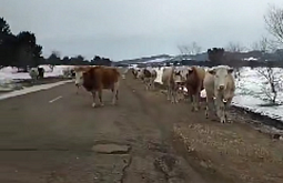 � ������ ������� �������� ������ ������������ ������