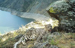 Фотоловушка сняла отдыхающего от жары снежного барса Фотоловушка сняла отдыхающего от жары снежного барса