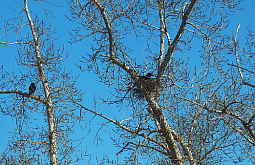 13 ��������: ������� �� ��� ��� ������� �����