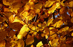 � ����-��� �������� � ��� �������