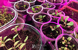 ���������� ������� �������� ������ �� ���� 