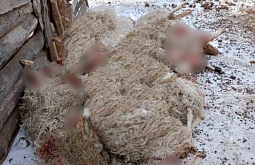  В Бурятии нашли одного из хозяев собак, которые загрызли больше десятка овец